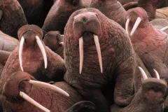 a pile of pink walruses