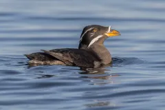a rhinoceros auklet with dark grey feathers and a white spike on its bill floats in the water