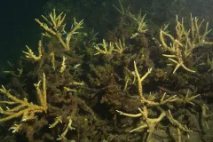 These corals are dead—smothered in sediments and overgrown with algae.