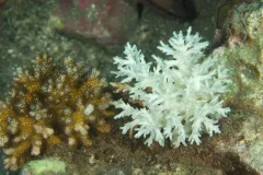 Compare the healthy coral on the left with the bleached coral on the right.