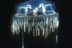 A fringe of tentacles surrounds the bell of this jellyfish (Halicreas minimum).