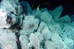 rocks covered in a slimy microbes
