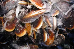 mussels and shrimp