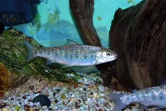 A salmon swimming in a stream. 