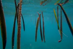 underwater photo of floating mangrove propagules