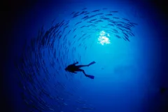 A diver swims amidst a school of fish.