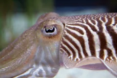 A cuttlefish eye