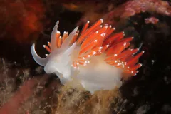A reddish-orange nudibranch.