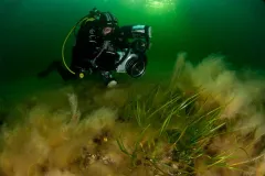 A SCUBA diver in taking photographs in the Baltic Sea. 