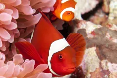 A clown fish peeking out from its anemone home