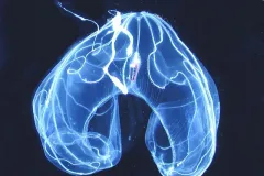 Photograph of a transparent comb jelly against a dark sea.