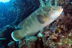 A female napoleon wrasse swims by a reef