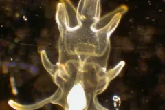 A tiny larval (baby) starfish.