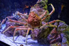 The Japanese spider crab may be big but it is not invincible. 