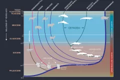 This family tree shows how the ancestors of whales moved gradually from land to sea.