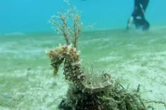 Seahorses make noise! Seahorses make noises that can be heard underwater similar to the sound of smacking your lips. They make them during feeding and courtship.
