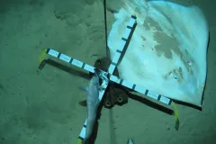 Researchers use underwater equipment to measure a skate (Bathyraja richardsoni) on the Mid-Atlantic Ridge.