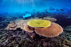 Phoenix Islands protected area