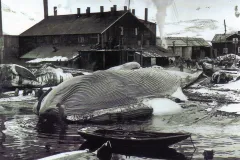 a dead whale sits ashore with other dead whales and wood buildings in the background