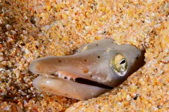The face of a serpent eel pokes up from beneath the sand. 