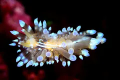 Sea Slug