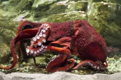The giant pacific octopus can grow up to 600 pounds!