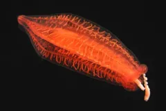 Photograph of a translucent red-orange comb jelly against a black sea.