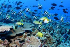 Colorful fishes throng a reef in the Northwestern Hawaiian Islands.
