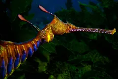 A weedy seadragon