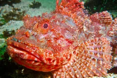A red scorpionfish