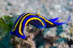 A blue and yellow slug