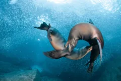 Two sea lions playing