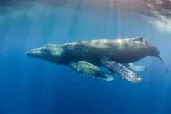 A mother and calf humpback whale swim side-by-side. 