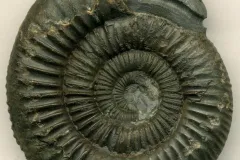 an ammonite fossil with a carved snake head
