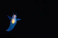 A translucent pteropod swims freely in the open ocean with a black background. 