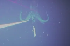 This is the first photograph of a live giant squid (Architeuthis) in its natural habitat.