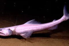 a deep sea fish