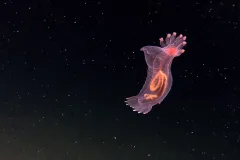 a floating sea cucumber