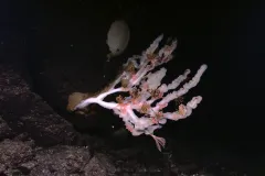 a sea sponge on a rock outcropping