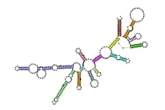 The molecular structure of a section of bacterial rRNA
