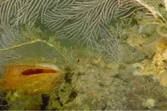 A live Acesta clam attached near the base of a small Callogorgia colony.