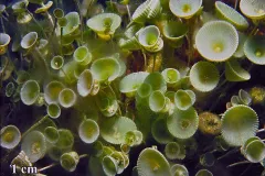 A close up image of green macroscopic algae. 