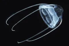 Aegina, a type of jellyfish, swims through the water. 
