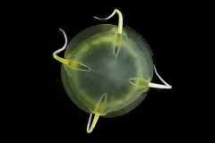 Aegina citrea are stealth predators that push their tentacles ahead of their body or bell as they swim through the water.