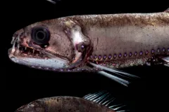 a three panel of the dragonfish