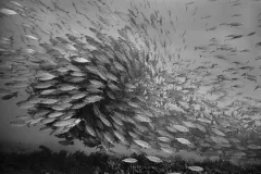 A school of akule (Hawaiian for bigeye scad) explode into a camera's frame.