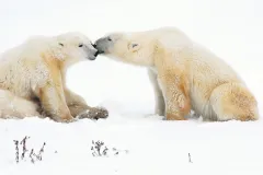 Two polar bears at Cape Churchill in Manitoba, Canada 
