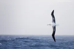 An albatross soars over the ocean. 