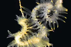 A yellow polychaete worm. 
