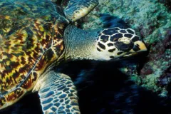 A hawksbill turtle in the waters of the Seychelles. 